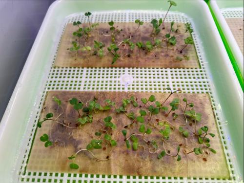 Biotecnologie e superfood per sostenere la vita dell’uomo sulla Luna e su Marte