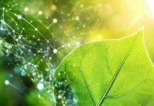 Tra Verona e Pechino: individuata una proteina che protegge le piante dalla troppa luce