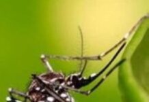 Chikungunya, il virus mette a rischio la Fiera del Riso di Isola della Scala