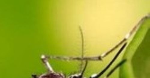 Chikungunya, il virus mette a rischio la Fiera del Riso di Isola della Scala