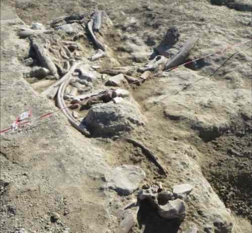 Quando a Roma vivevano gli elefanti